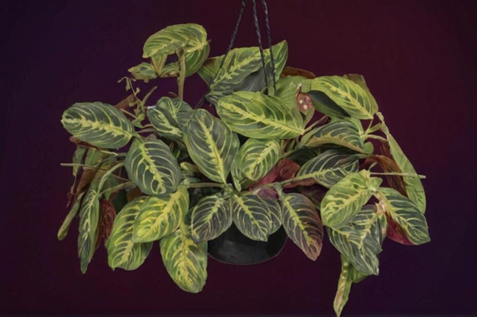 Maranta, la planta de la oración: características y cuidados