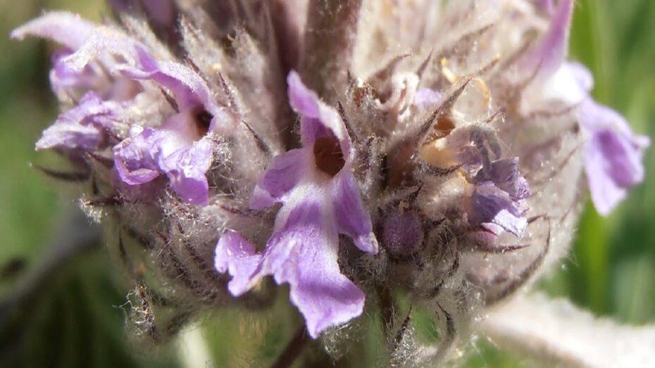 Marrubium supinum: Descubre los beneficios y propiedades de esta planta en la botánica