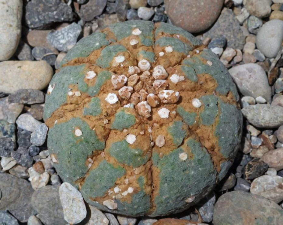 Matucana madisoniorum: características y cuidados principales