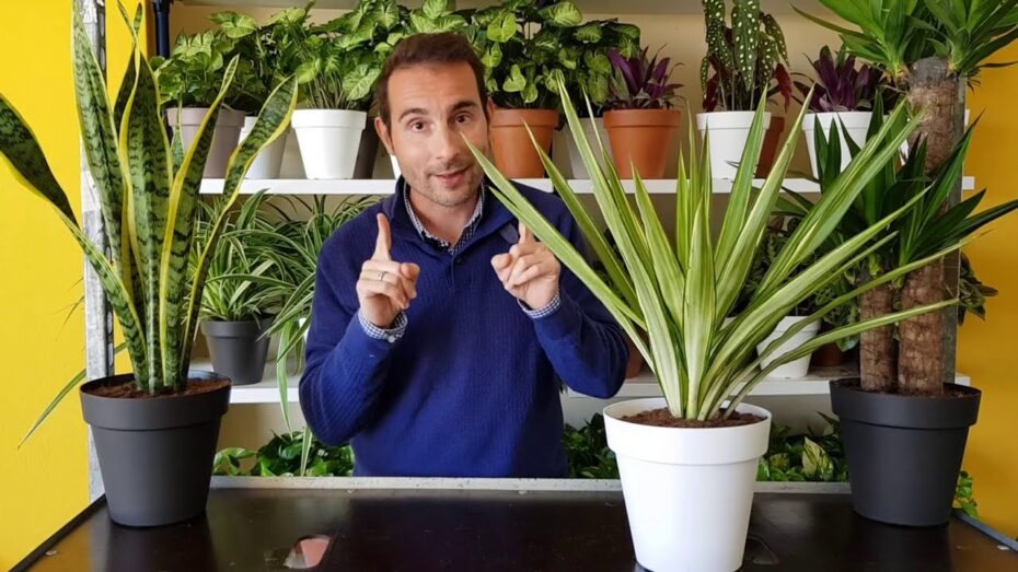 Mejores plantas para un jardín: descubre cuáles son