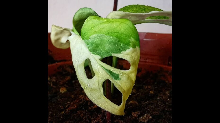 Monstera adansonii variegata: La guía completa sobre esta planta exótica y sus cuidados