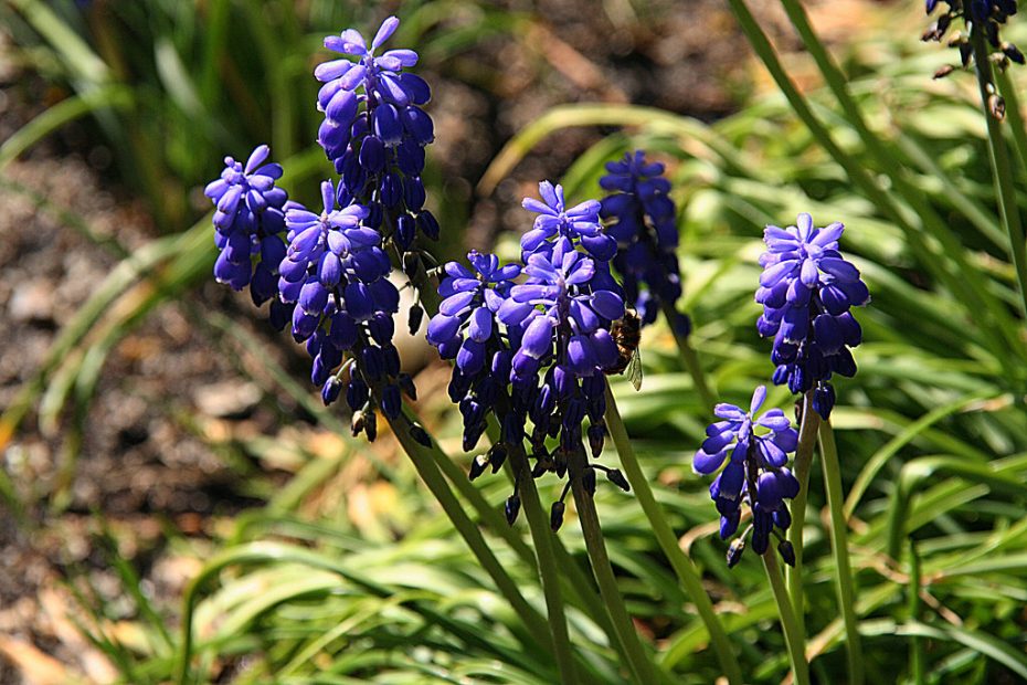 Muscari armeniacum: Enamórate de sus flores con esta planta de exterior