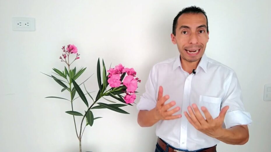 Cuidados del Nerium oleander: todo lo que debes saber
