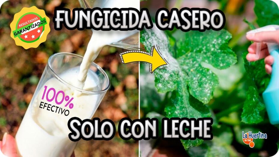 Remedios caseros para combatir el oidio en las plantas