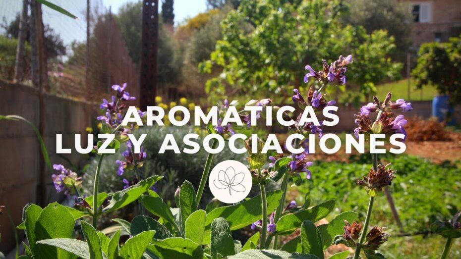 Organiza tu jardín de plantas aromáticas: Guía completa
