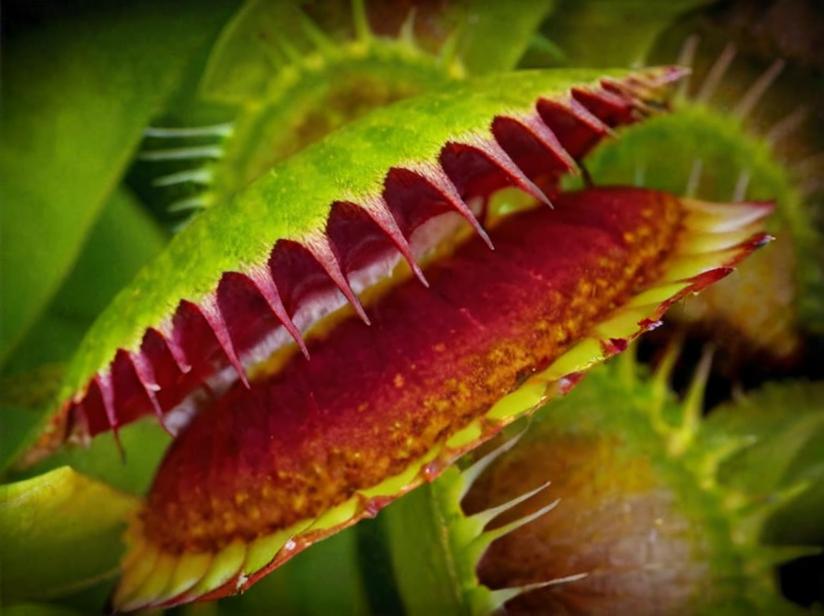 Origen de la Venus atrapamoscas