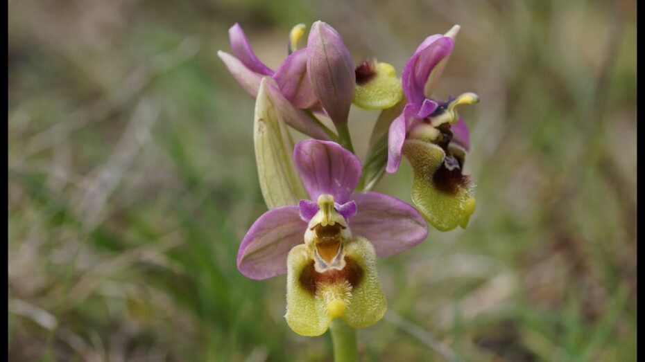 Orquídeas silvestres en España: Descubre la belleza de estas plantas y su diversidad botánica
