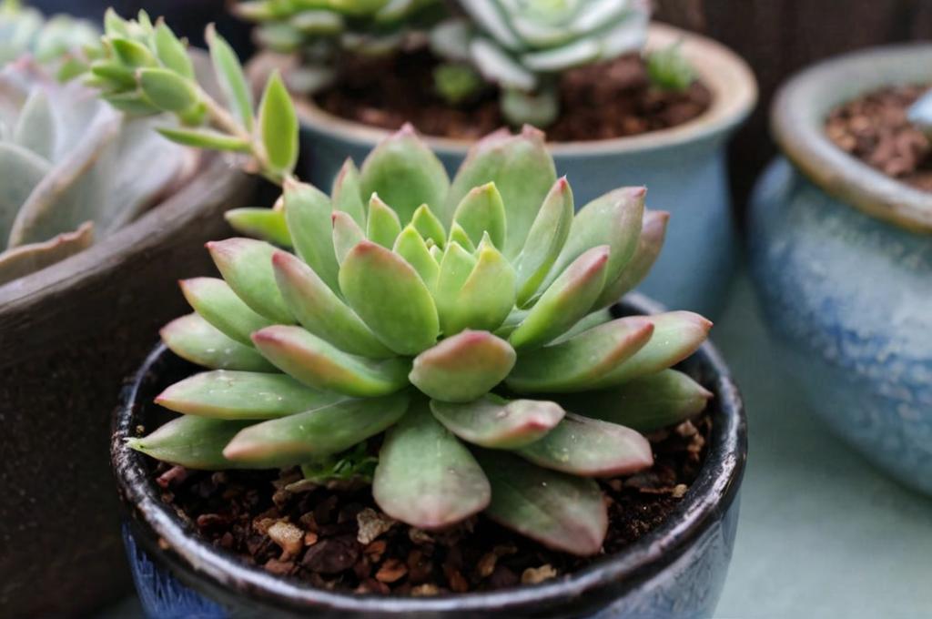 Pachyphytum hookeri: características y cuidados más importantes