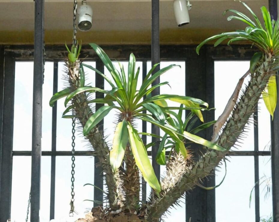Pachypodium geayi: características y cuidados principales a darle
