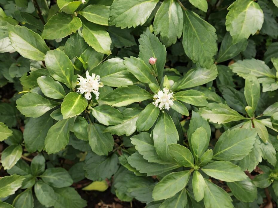 Pachysandra terminalis: características principales y cuidados