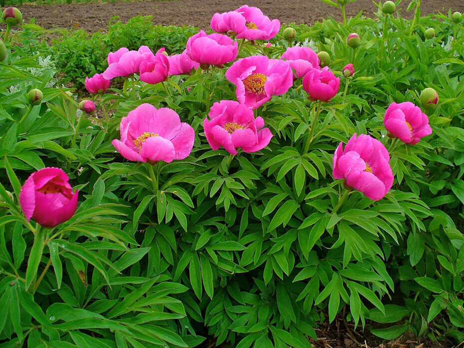 Paeonia officinalis: Descubre los beneficios y cuidados de esta planta medicinal