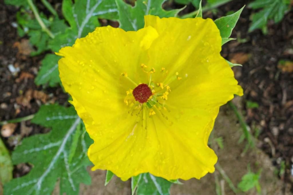 Papaver argemone mexicana