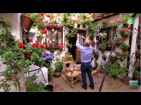 Patios de Córdoba: Explorando la Belleza Botánica en la Ciudad