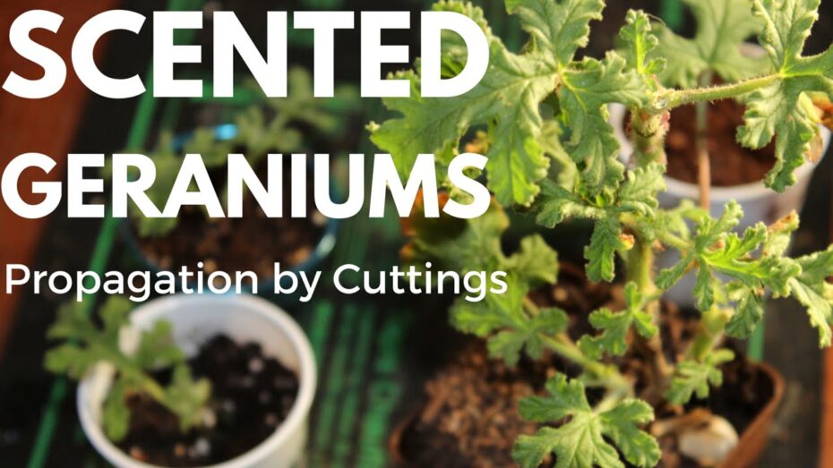 Pelargonium radens: Descubre todo sobre esta fascinante planta y su botánica