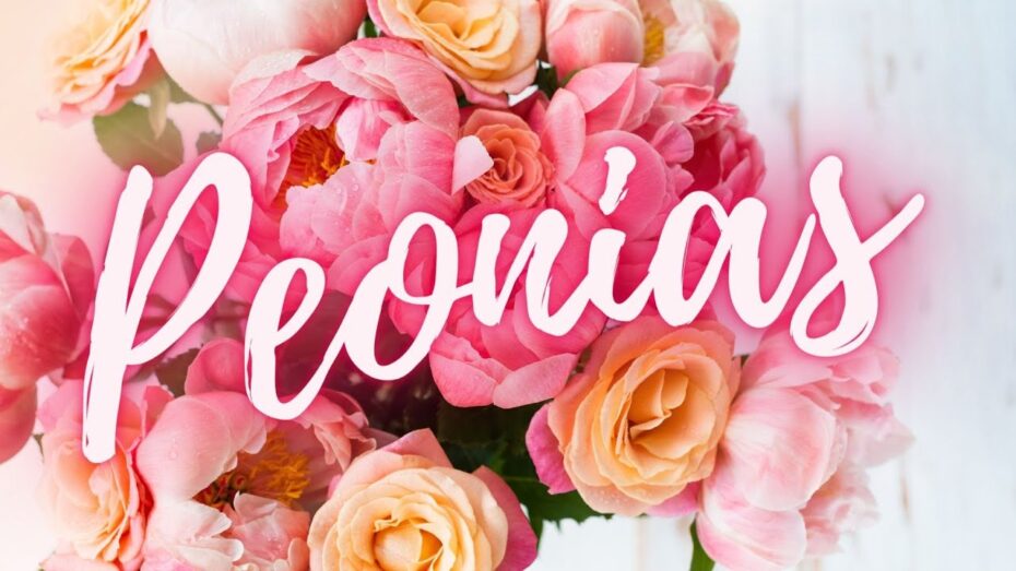 Significado de las Peonias: Descubre el simbolismo y belleza de estas flores