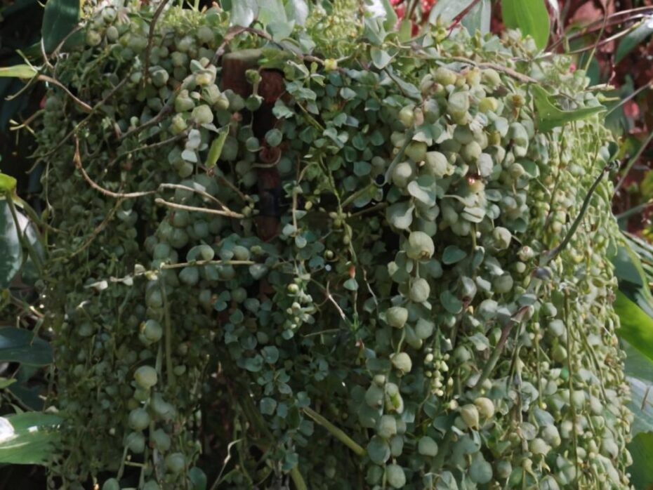 Peperomia prostrata: características y cuidados necesarios