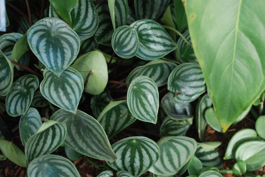 Peperomia watermelon (Peperomia argyreia): La guía completa para el cuidado de esta planta exótica