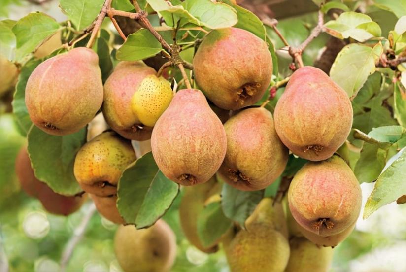 Perales (Pyrus)