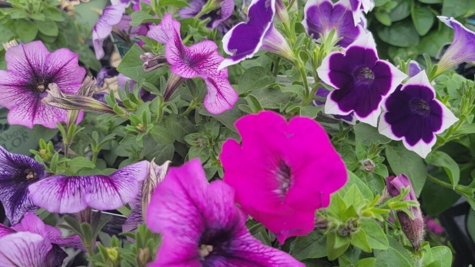 Calibrachoa hybrida: Todo sobre la petunia calibrachoa y sus características