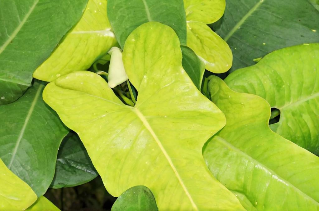Philodendron bipennifolium: una planta de hojas espectaculares