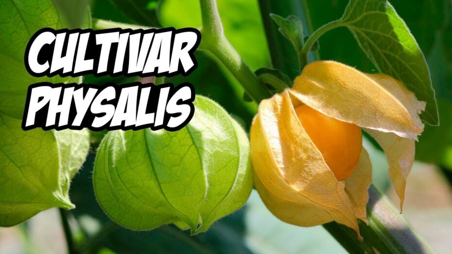 Cultivo de Physalis: Todo lo que necesitas saber sobre esta planta.