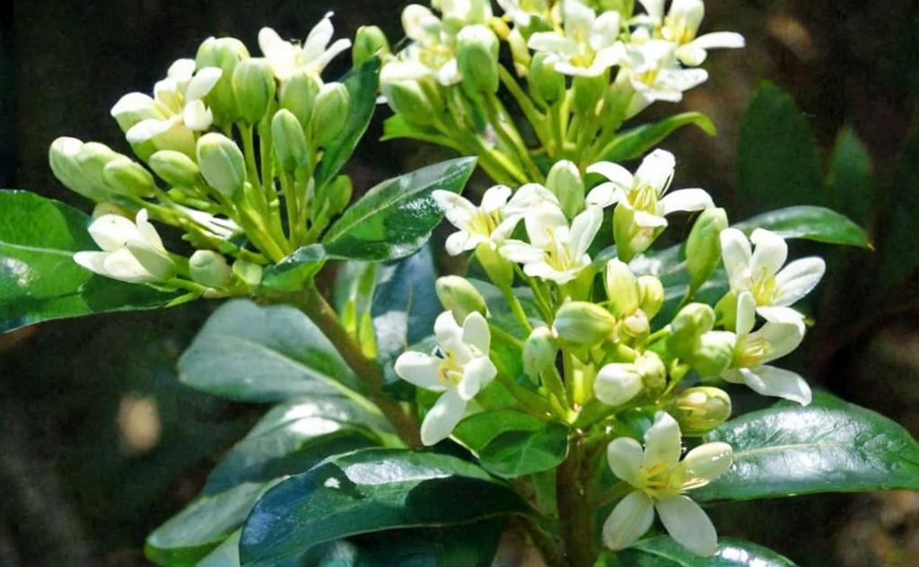 Pittosporum tobira nana, cuanto crece, cómo florece y donde plantarlo