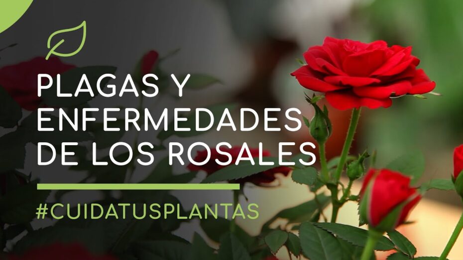 Plagas y enfermedades de los rosales: Guía completa para combatirlas y proteger tus plantas