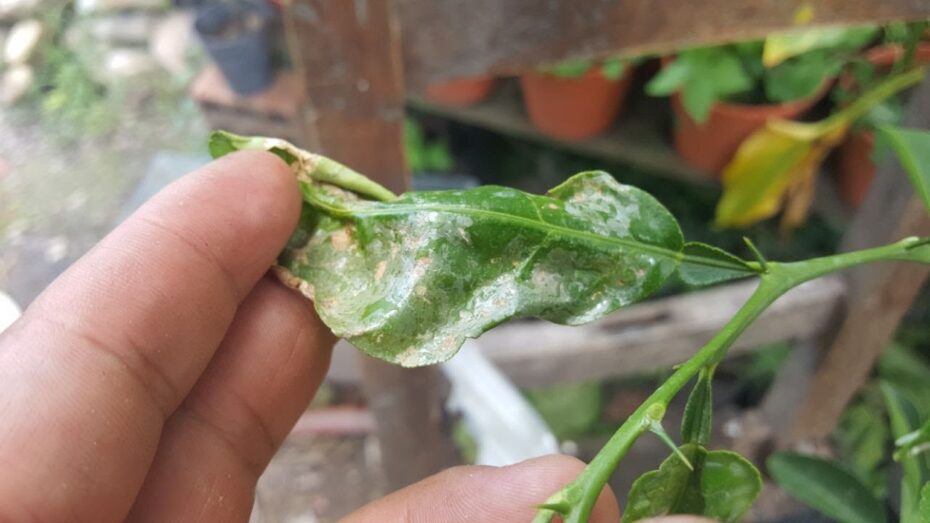 Plagas del naranjo: Guía completa para identificar y controlar los insectos y enfermedades en tus naranjos