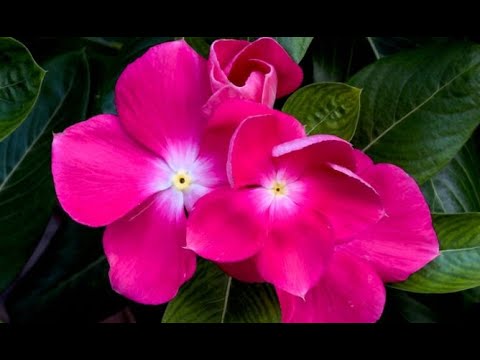 Tipos de plantas alegría: descubre la diversidad y belleza de estas especies.
