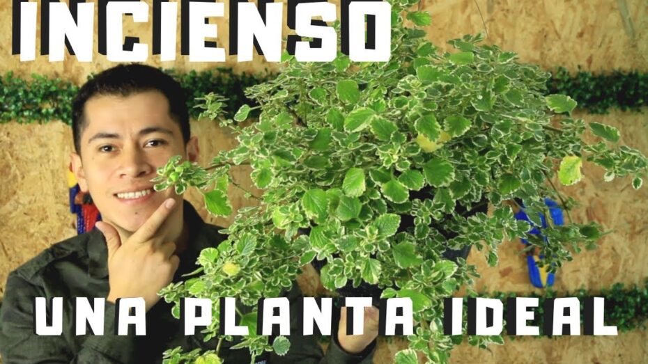 Cuidados de la planta del incienso: todo lo que necesitas saber