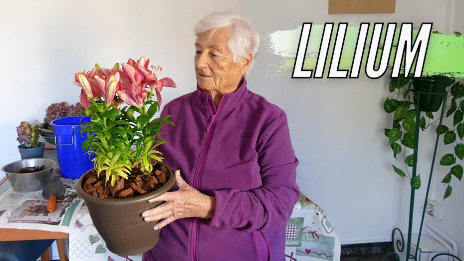 Plantas Lilium: Descubre si son para interior o exterior