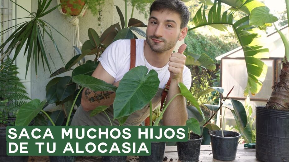 Reproducción de la planta Oreja de Elefante: todo lo que necesitas saber