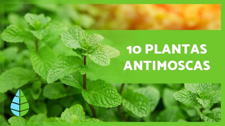 Plantas antimoscas: Descubre cómo utilizar estas especies botánicas para mantener a raya a los molestos insectos