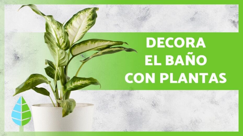 Baños con plantas: Descubre las mejores opciones para decorar y purificar tu espacio