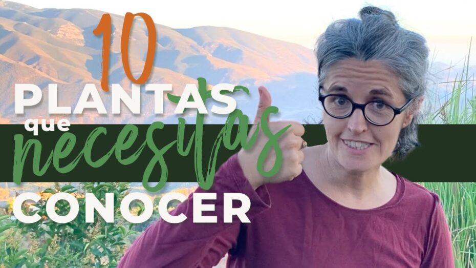 Plantas del bosque mediterráneo: Descubre la diversidad botánica de esta maravillosa región