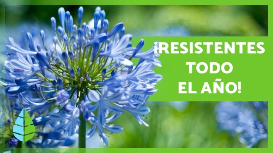 Plantas ideales para el clima de montaña: guía completa
