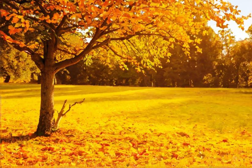 Plantas de otoño para decorar tu hogar o jardín