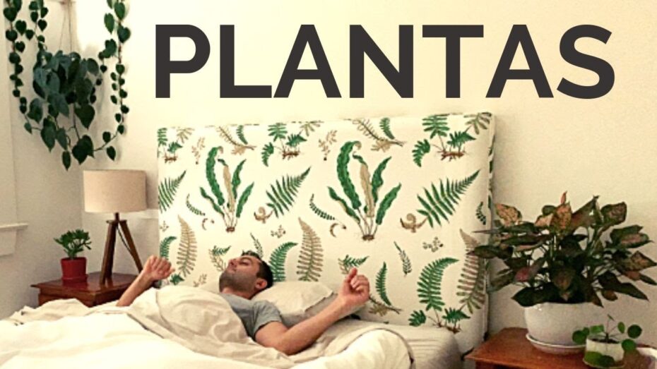 Plantas ideales para el dormitorio: descubre cómo mejorar tu descanso con la botánica