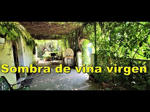 Sombríos refugios: Plantas ideales para crear sombra