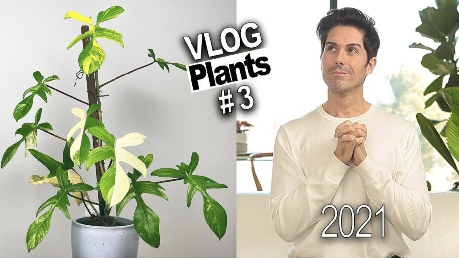 Raras plantas de interior: Descubre la belleza botánica que te sorprenderá