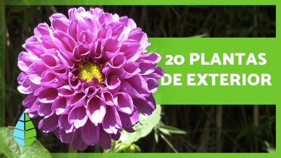 Macetas grandes: descubre las mejores plantas para lucir en tu hogar