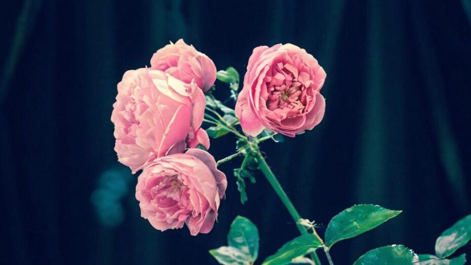 Plantas para atraer el amor