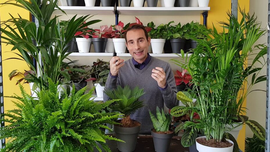 Plantas pet friendly: Descubre las mejores opciones para tener en casa