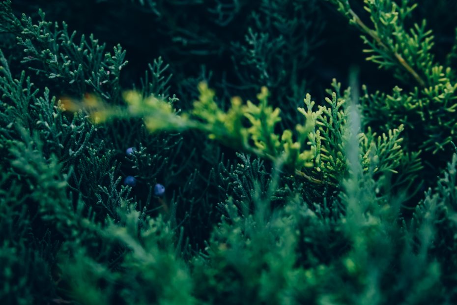 Plantas ideales para taludes: Descubre cómo embellecer y estabilizar tus pendientes