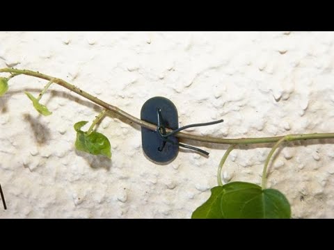 Plantas trepadoras de interior: Descubre las especies ideales para decorar tu hogar