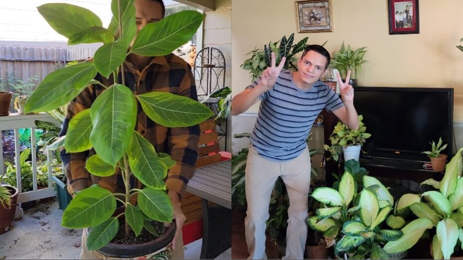 Plantas tropicales de sombra: Descubre las especies ideales para ambientes con poca luz