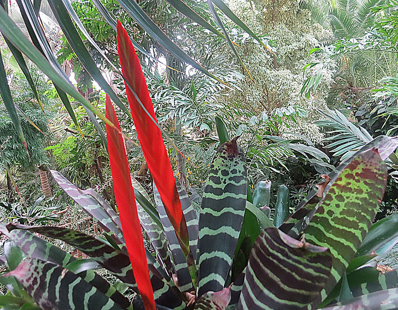 Pluma de indio (Vriesea splendens): La fascinante planta de interior que debes conocer