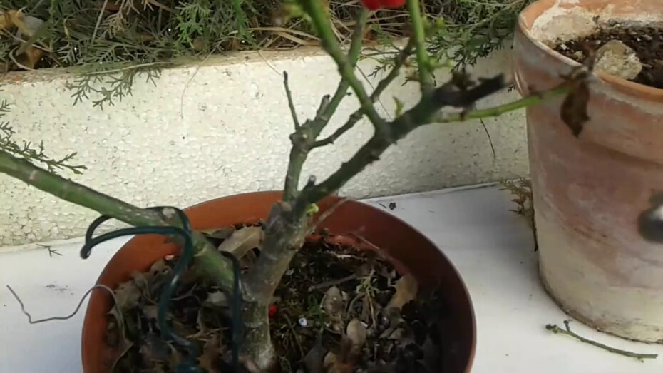 Poda del acebo: Guía completa para un cuidado óptimo de esta planta