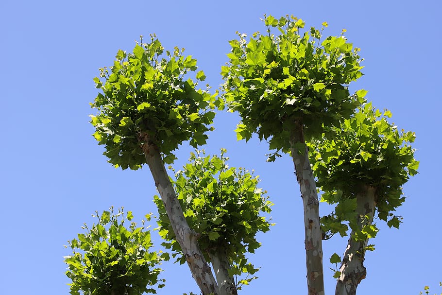 Guía completa para la poda del albaricoquero: consejos expertos de botánica