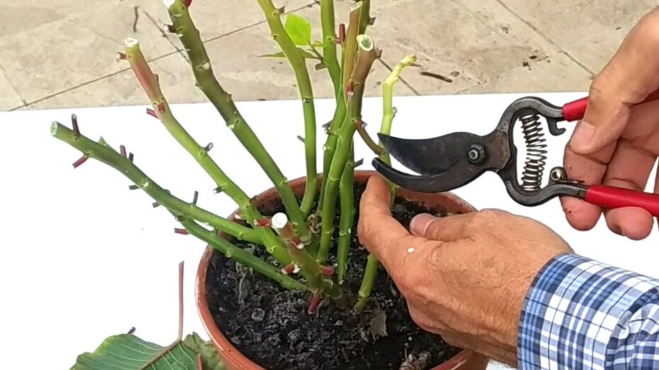Cuándo y cómo hacer la poda de la flor de pascua: guía experta en botánica